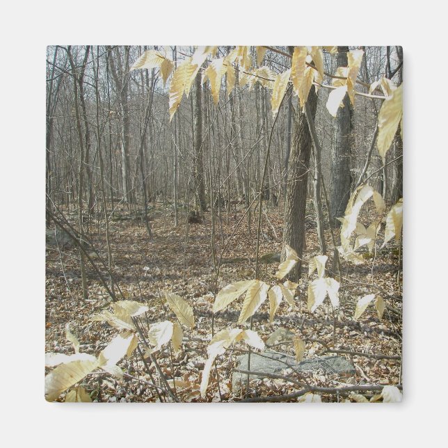 Winter Birch Magnet (Front)