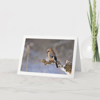 Winter Bird Greeting Card