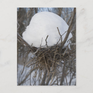 Winter Bird Nest Postcard