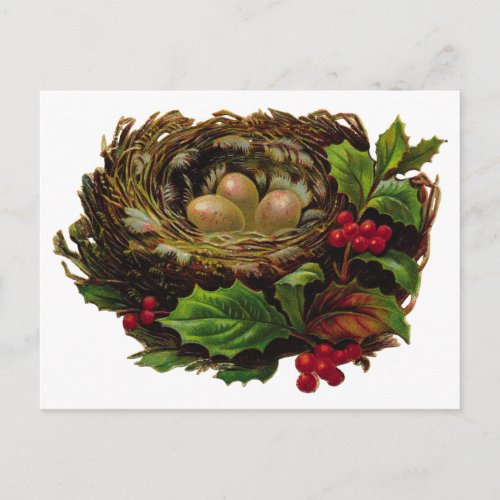 Winter Bird Nest Postcard