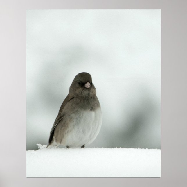 Winter Bird Poster (Front)