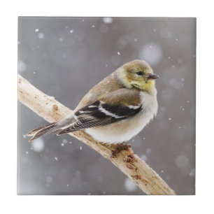 Winter Bird Snow Scene - American Goldfinch Ceramic Tile