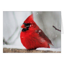 Winter Birds III Blank Valentine's Card