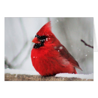 Winter Birds III Blank Valentine's Card