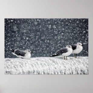 Winter Birds in Weather Seagulls Snowy Poster