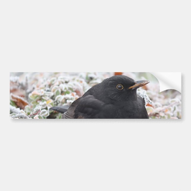 Winter Blackbird Bumper Sticker (Front)