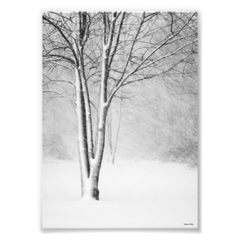 Winter Blizzard Snowy Tree White-out Abstract Photo Print by camcguire at Zazzle