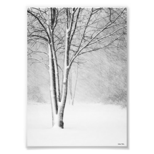 Winter Blizzard Snowy Tree White_Out Abstract Photo Print