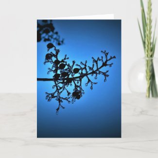 Winter Blue, card