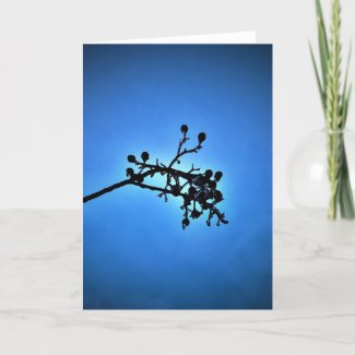 Winter Blue, card