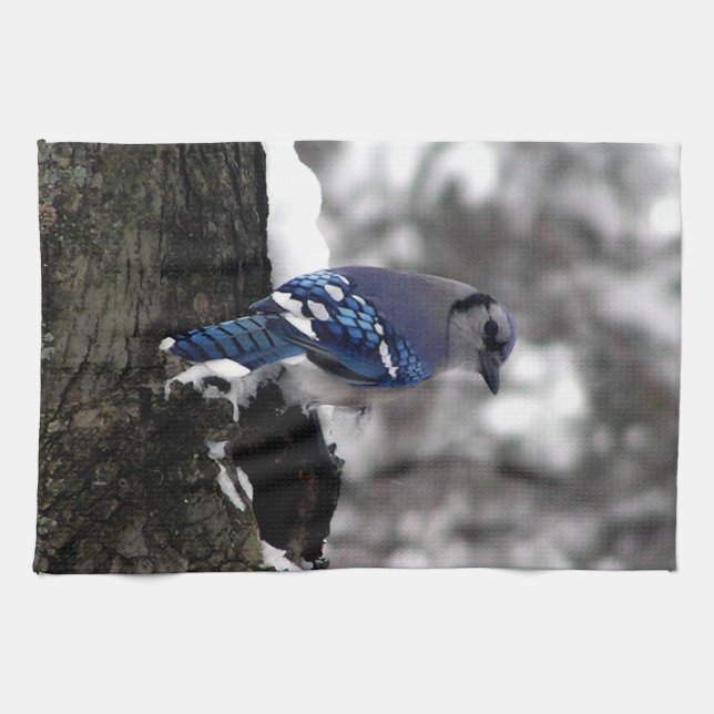 Winter Blue Jay  Kitchen Towel (Horizontal)