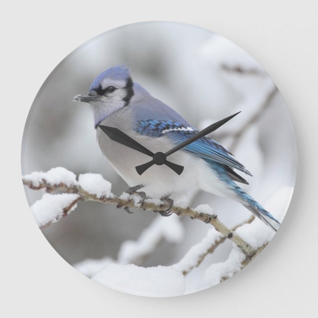 Winter Blue Jay Large Clock (Front)