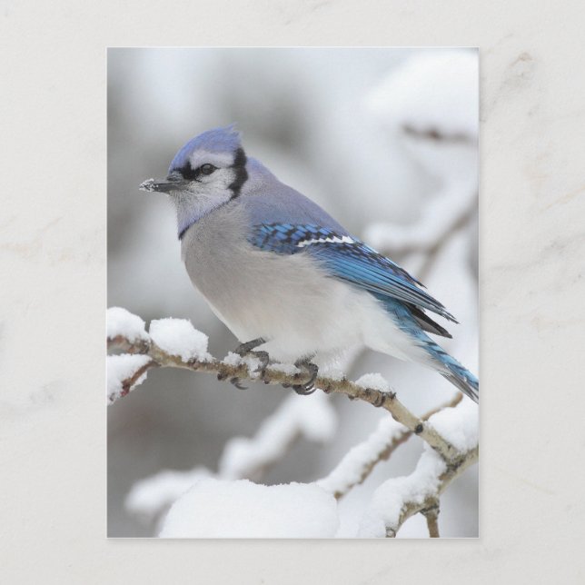 Winter Blue Jay Postcard (Front)