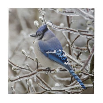 Winter Blue Jay Tile by thecoveredbridge at Zazzle
