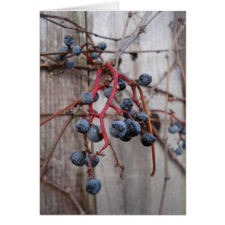 winter blueberries cards