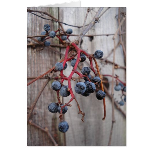 winter blueberries cards (Front)