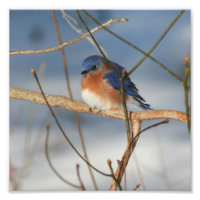 Winter Bluebird 8x8