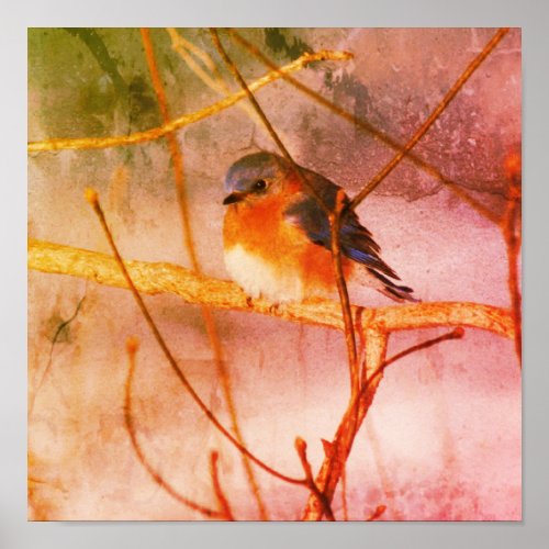 Winter Bluebird Abstract Grunge Poster