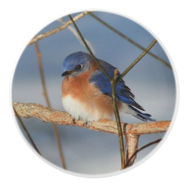 Winter Bluebird  Ceramic Knob (Front)