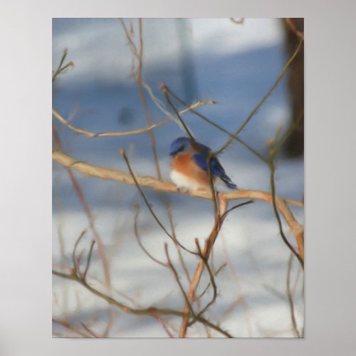 Winter Bluebird Nature Art Poster