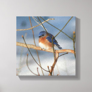 Winter Bluebird Nature Canvas Print