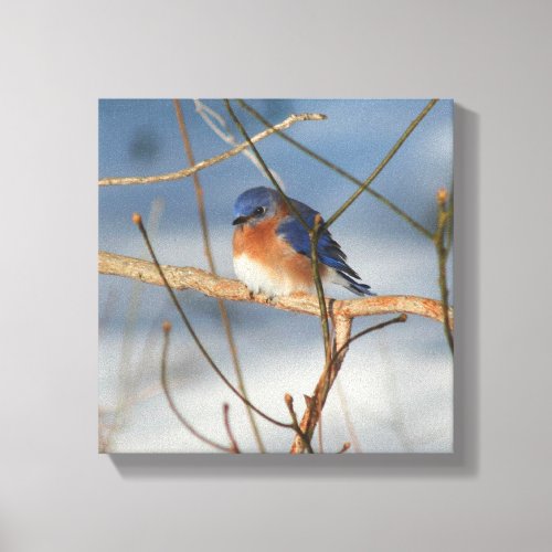 Winter Bluebird Nature Canvas Print