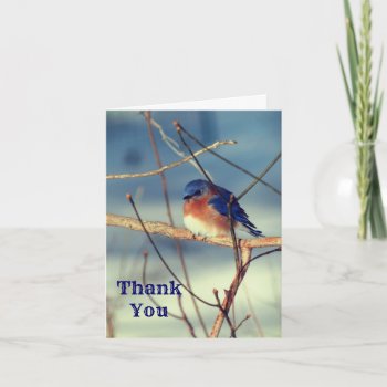 Winter Bluebird Nature Customizable Thank You Card by SmilinEyesTreasures at Zazzle