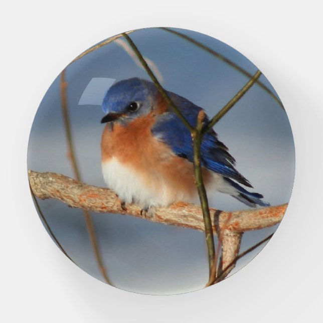 Winter Bluebird   Paperweight (Front)