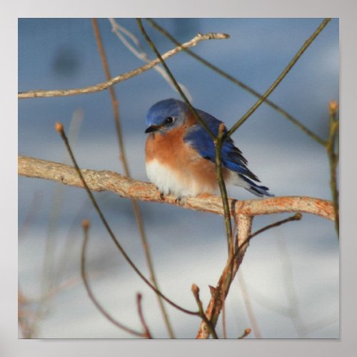 Winter Bluebird  Poster