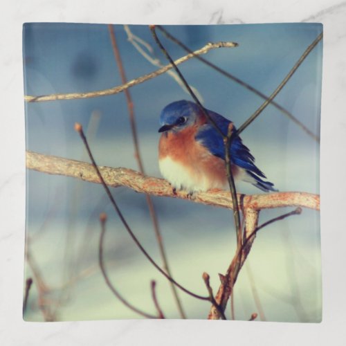 Winter Bluebird   Trinket Tray