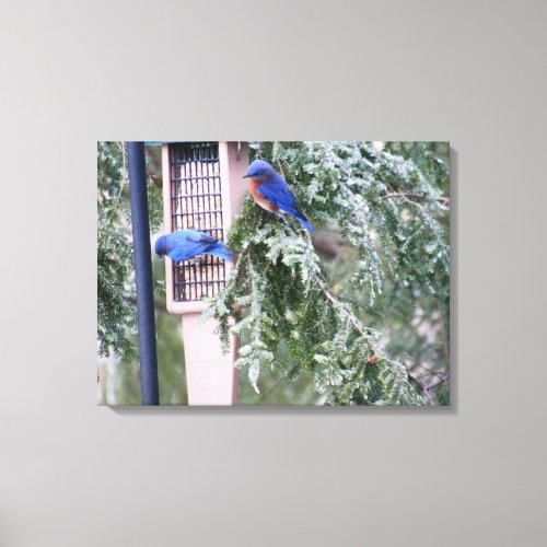 Winter Bluebirds Canvas Print