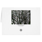 Winter Branches (Back Horizontal)