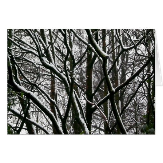 Winter Branches (Front Horizontal)