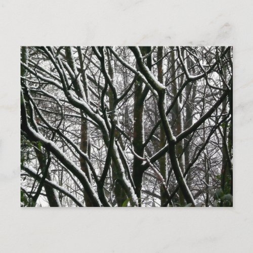 Winter Branches Postcard