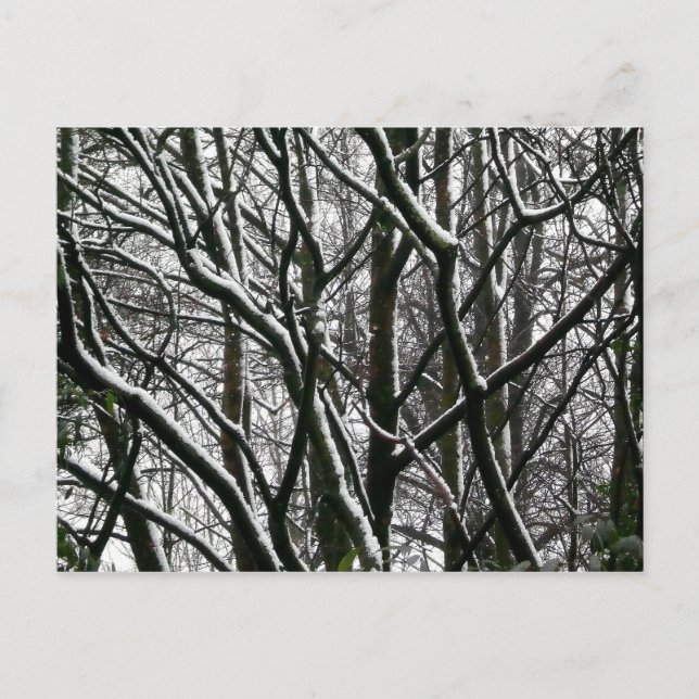 Winter Branches Postcard (Front)