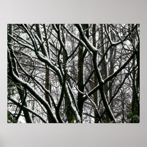 Winter Branches Poster
