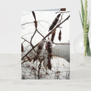 Winter Bristly Locust Card