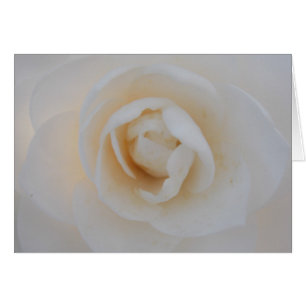 Winter Camellia Cards