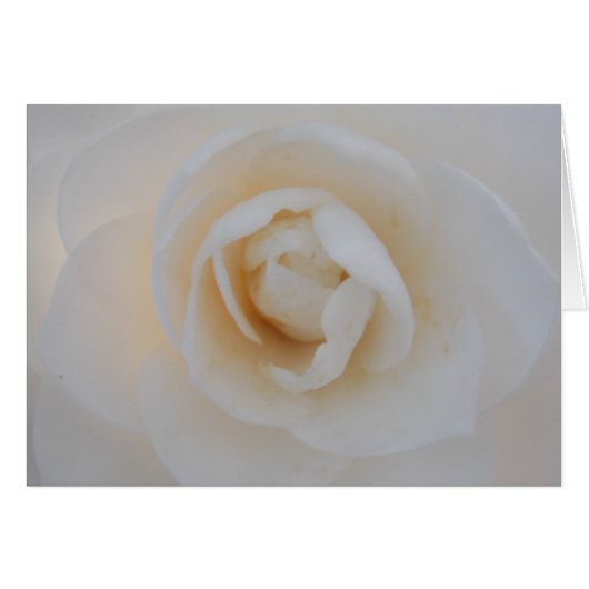 Winter Camellia Cards (Front Horizontal)