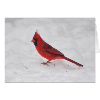 Winter Cardinal Cards