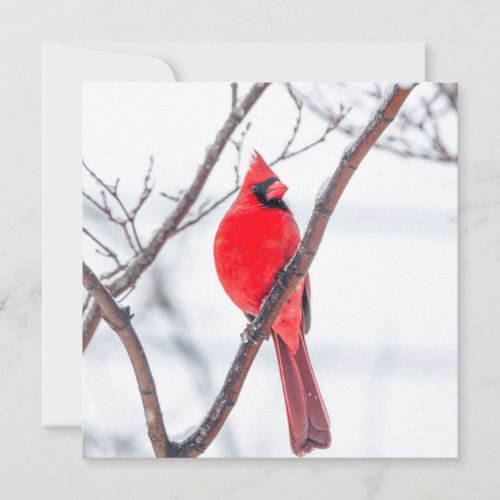 Winter Cardinal Flat Notecard