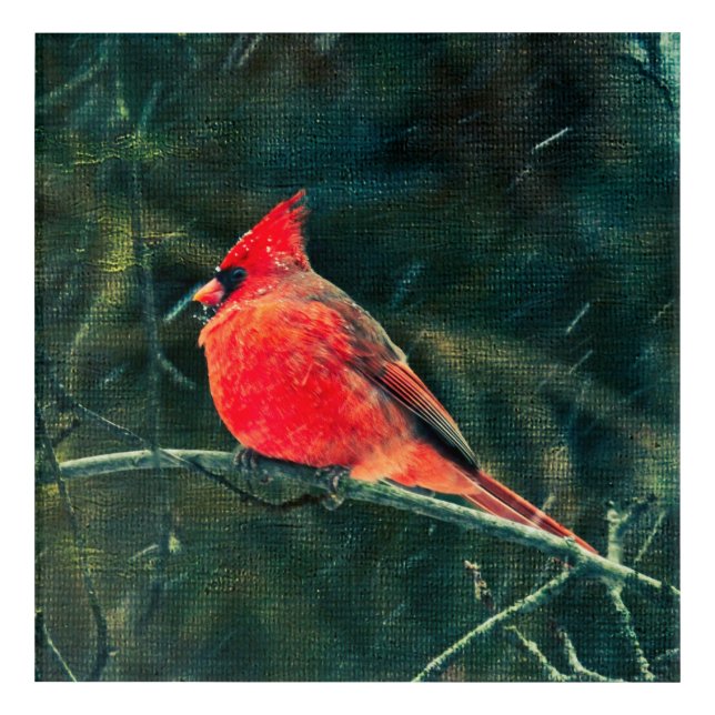 Winter Cardinal in Snowstorm - Enhanced Acrylic Print (Front)