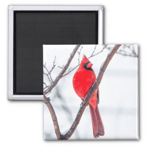 Winter Cardinal Magnet