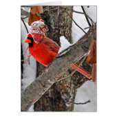 Winter cardinal with hat (Front)