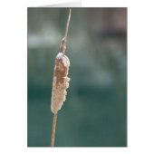 Winter Cattail Closeup (Front)