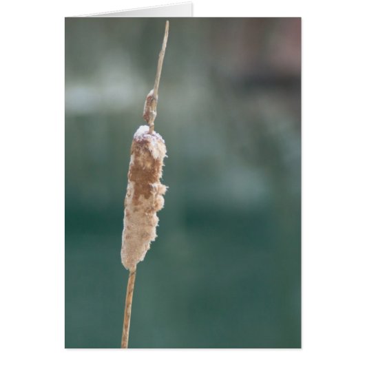 Winter Cattail Closeup Cards (Front)