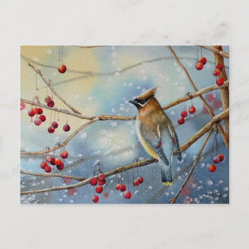 Winter Cedar Waxwing Bird  Berries Watercolor Art Postcard