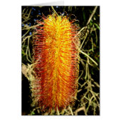 Winter Cheer (Front)