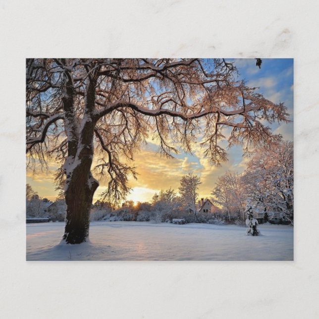 Winter Countryside In Latvia Postcard (Front)