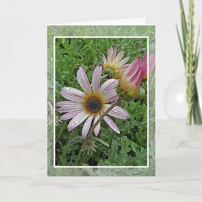 Winter Daisy Birthday Card (Front)